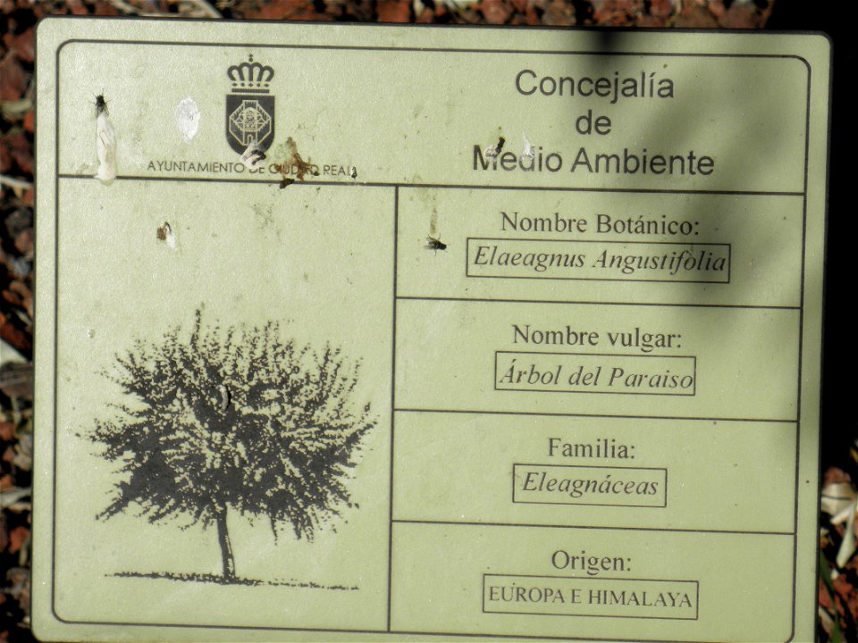 Elaeagnus angustifolia info plaque, Parque El Pilar de Ciudad Real, Spain