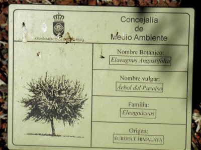 Elaeagnus angustifolia info plaque, Parque El Pilar de Ciudad Real, Spain