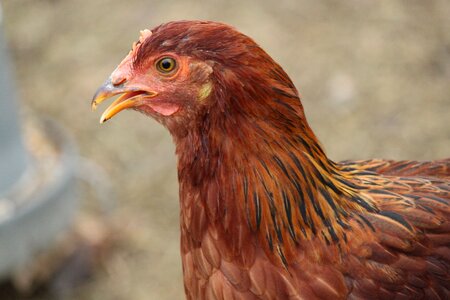 Poultry livestock brown farm photo