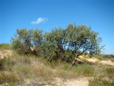 Село Витязево, муниципальное образование город-курорт Анапа, Краснодарский край, Россия.

Витязевская коса (часть Анапской пересыпи). Лох серебристый.