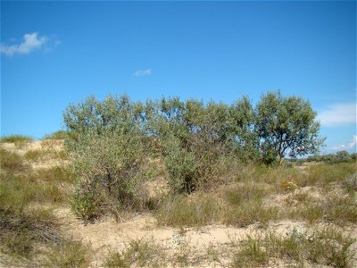 Село Витязево, муниципальное образование город-курорт Анапа, Краснодарский край, Россия.

Витязевская коса (часть Анапской пересыпи). Лох серебристый.