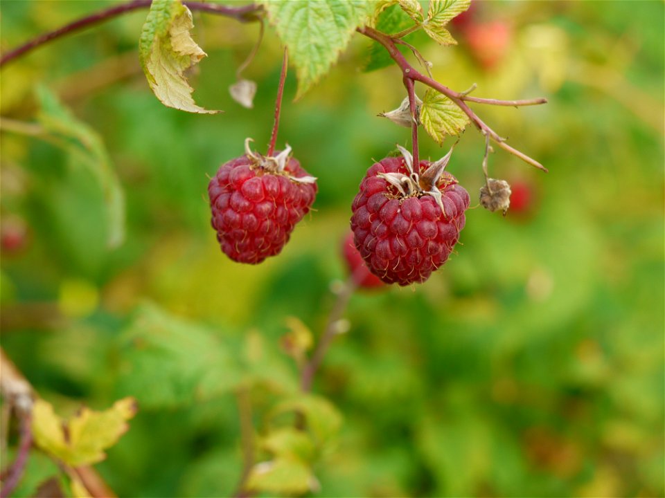 2 reife Himbeeren in einem deutschen Garten