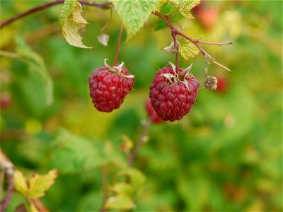 2 reife Himbeeren in einem deutschen Garten