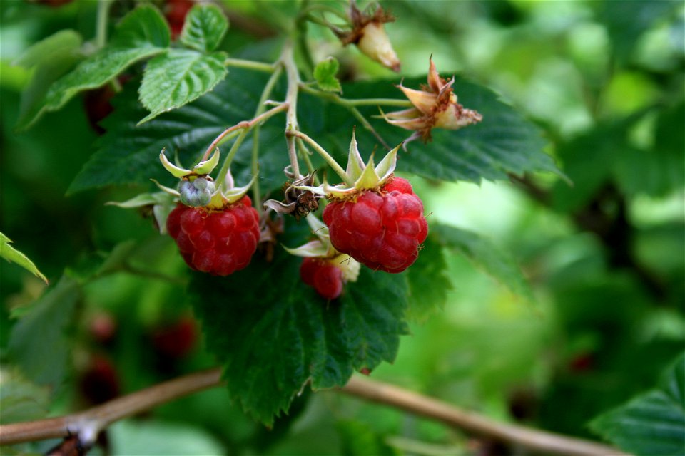 Raspberry (cs: malina)
photo june 2007

Jaroměř, Czech republic, Europe