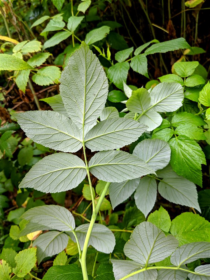 the underside of the Rubus idaeus leaf is light