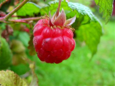 a rasberry photo