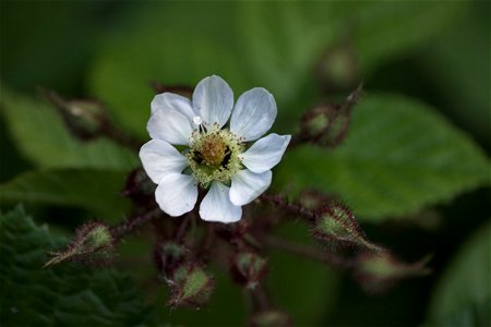 An unidentified rubus (maybe Rubus idaeus?) from Maramureş Mountains, Romania. photo