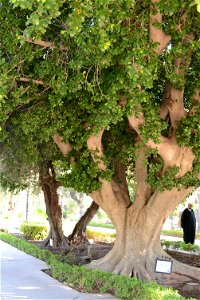 Ficus retusa. Parc El Harti, Marrakech (Morocco)