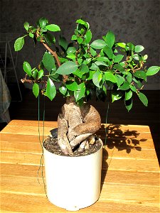 Ficus retusa bonsai. Aged 20 years app. Bought 10 years ago. photo
