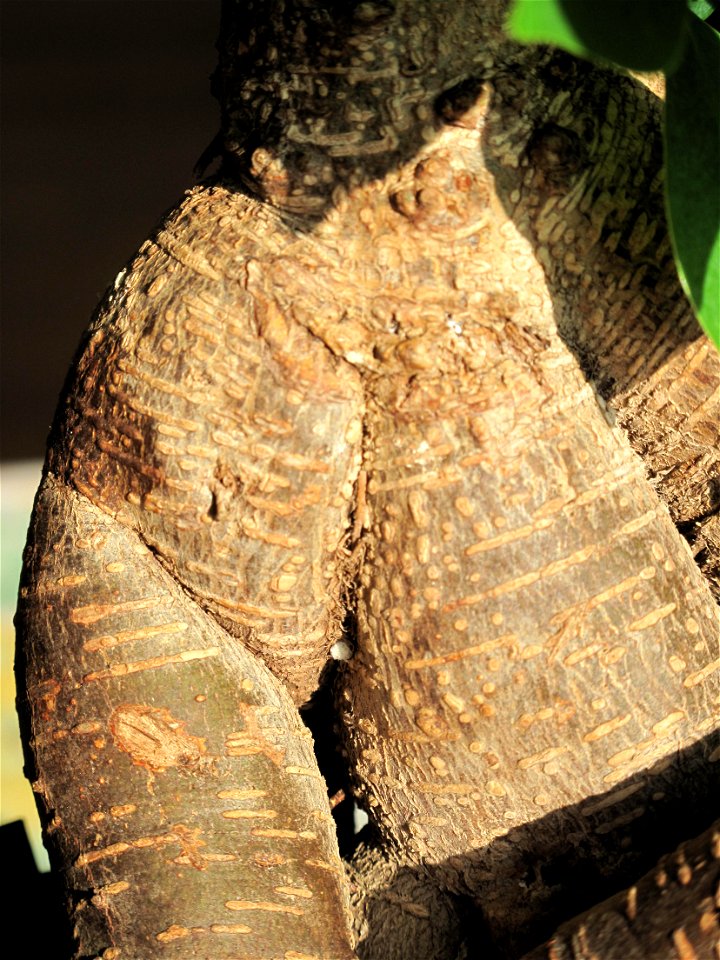 Bark of Ficus retusa bonsai. Aged 20 years app. Bought 10 years ago.