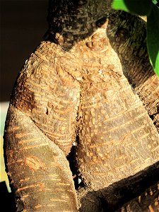 Bark of Ficus retusa bonsai. Aged 20 years app. Bought 10 years ago. photo