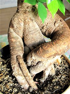 Trunk of Ficus retusa bonsai. Aged 20 years app. Bought 10 years ago. photo