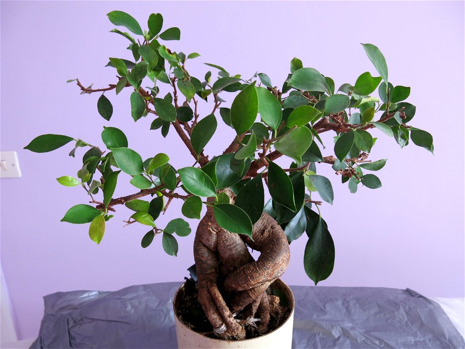 Ficus retusa bonsai. Aged 28 years app. Bought 18 years ago.