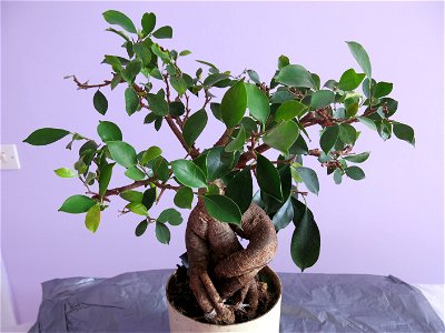 Ficus retusa bonsai. Aged 28 years app. Bought 18 years ago. photo