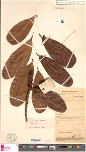 Herbarium sheet of Ficus retusa L. The specimen was collected in 1955 in the Bogor Botanical Gardens, Indonesia by M. Jacobs, and then determined as F. retusa L. in 1961 by E. J. H. Corner.
