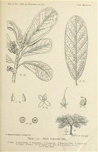 Drawing of Ficus retusa L. A: leaf; B: fruit-bearing shoot; C: stipules; D: syconium; E: male flower; F: female flower; G: fruit (achene); H: habit. In their 1918 publication of the Atlas der Baumarte photo