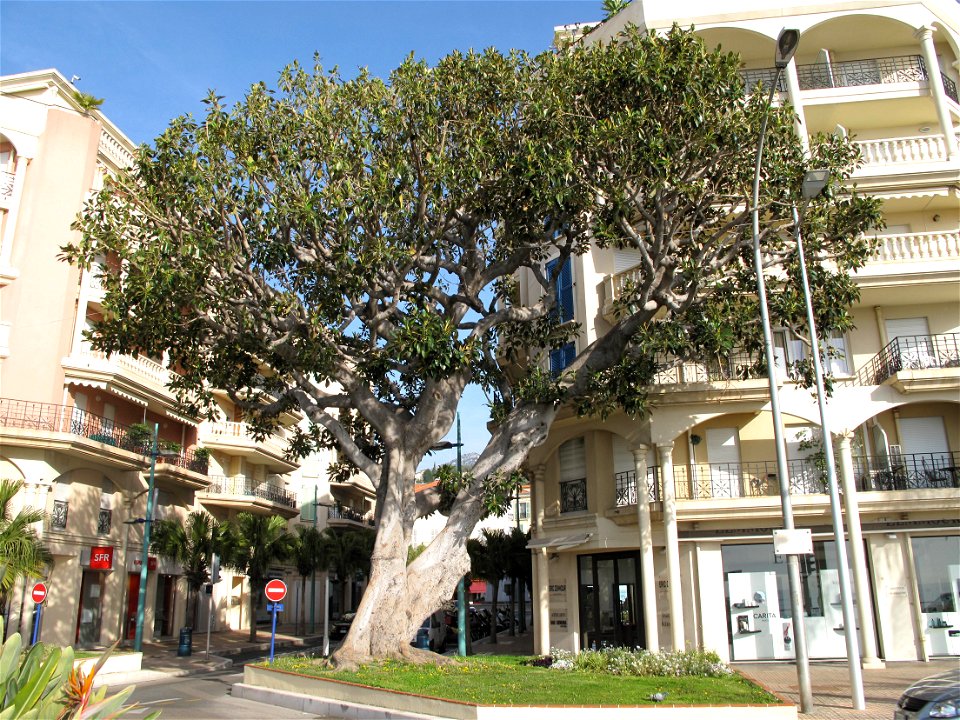 Ficus (probably F. macrophylla) on sea shore in Menton (Alpes-Maritimes, France).