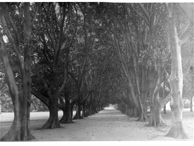 Moreton Bay Fig Lane, Botanic Gardens photo