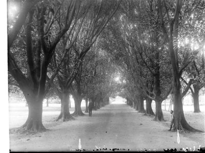 Morton Bay Fig Avenue in the Botanic Gardens photo