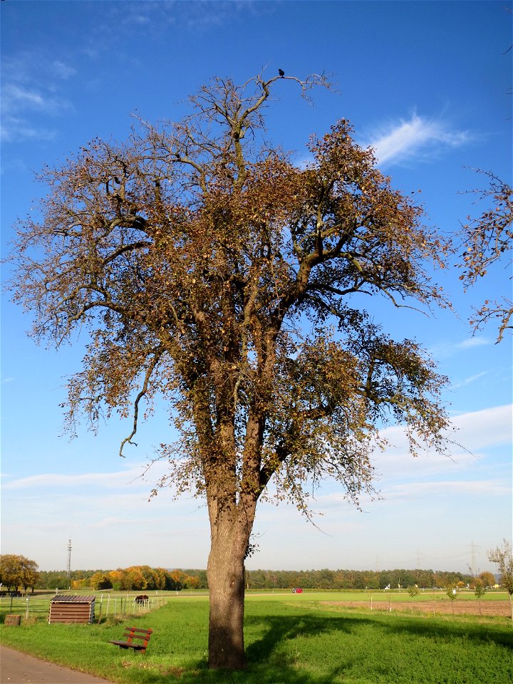 Birne (Pyrus communis) am Burgweg bei Reilingen