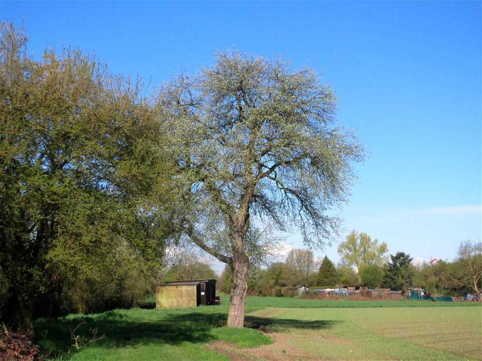 Birnbaum (Pyrus communis) in Hockenheim