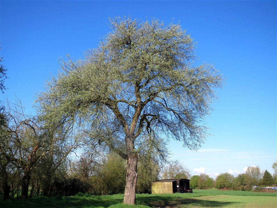 Birnbaum (Pyrus communis) in Hockenheim