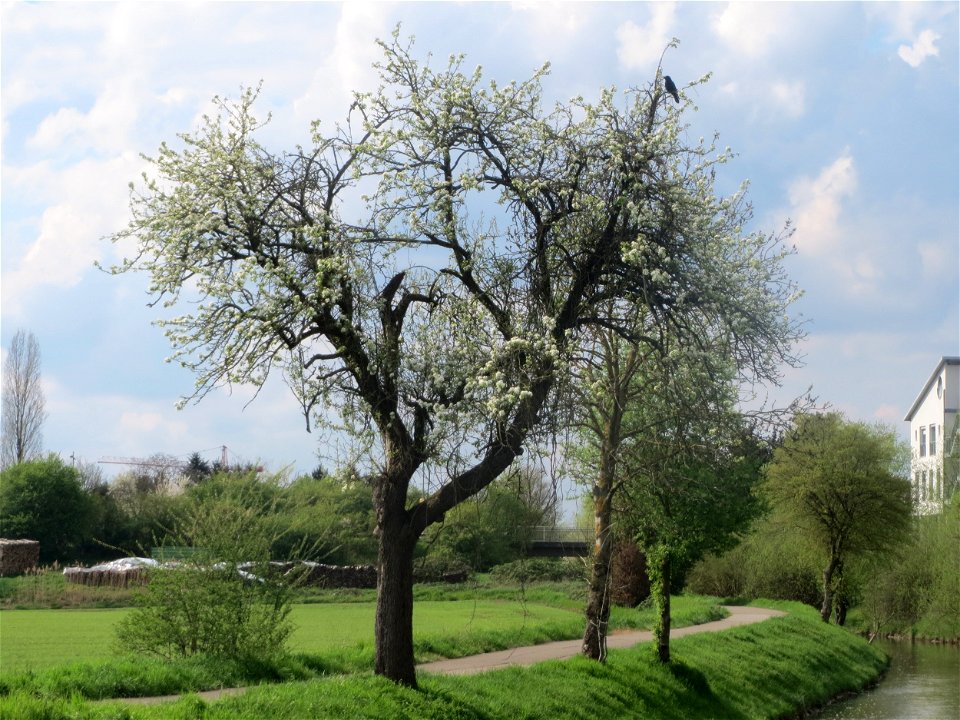 Birnbaum (Pyrus communis) in Hockenheim