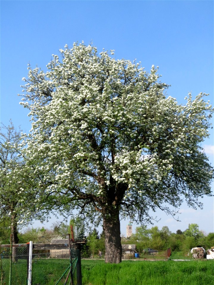Blühender Birnbaum (Pyrus communis) in Hockenheim