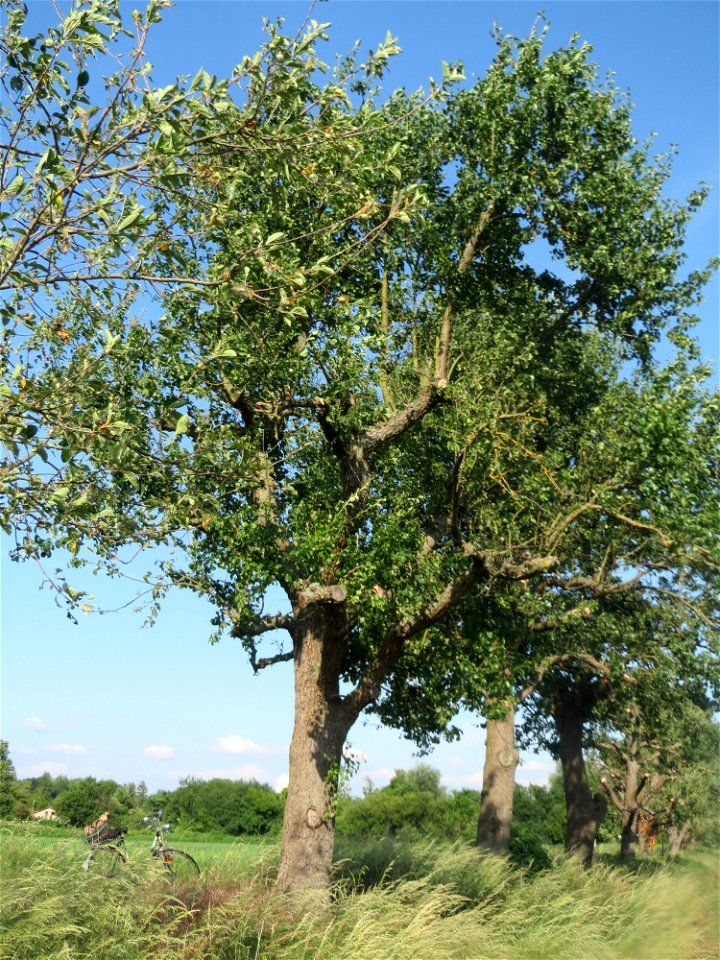 Birne (Pyrus communis) im Landschaftsschutzgebiet „Hockenheimer Rheinbogen“