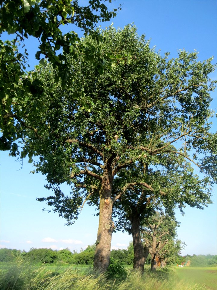Birne (Pyrus communis) im Landschaftsschutzgebiet „Hockenheimer Rheinbogen“