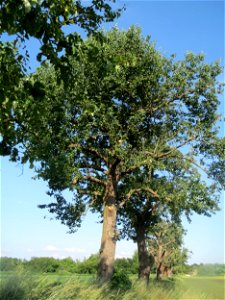 Birne (Pyrus communis) im Landschaftsschutzgebiet „Hockenheimer Rheinbogen“