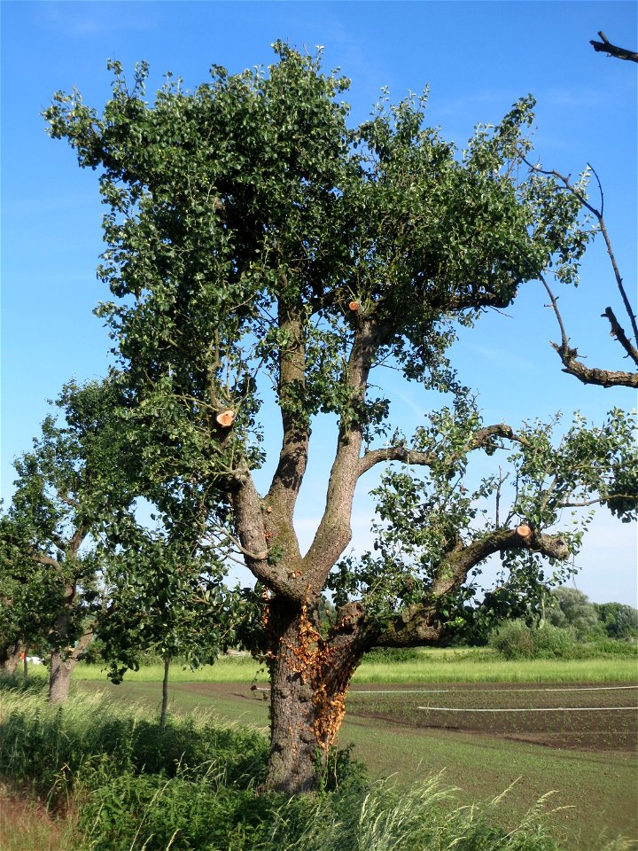 Birne (Pyrus communis) im Landschaftsschutzgebiet „Hockenheimer Rheinbogen“