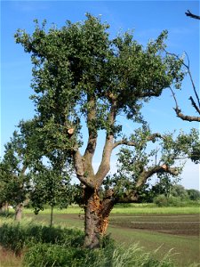 Birne (Pyrus communis) im Landschaftsschutzgebiet „Hockenheimer Rheinbogen“
