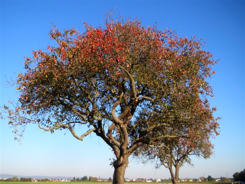Birne (Pyrus communis) bei Neulußheim