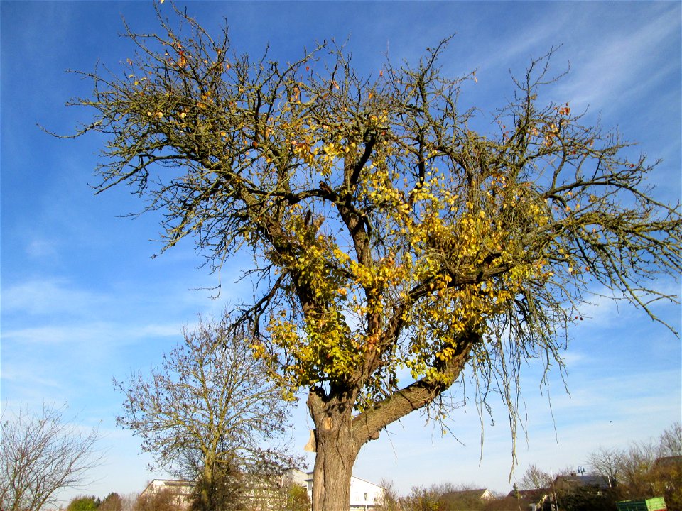 Birnbaum (Pyrus communis) am Kraichbach in Hockenheim
