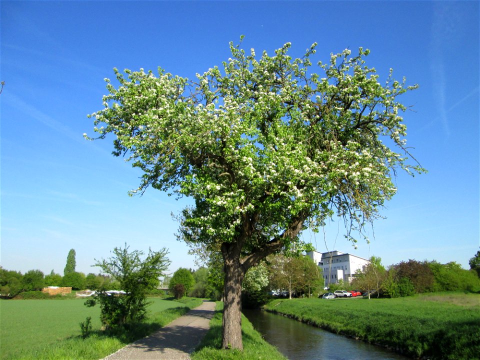 Blühender Birnbaum (Pyrus communis) am Kraichbach in Hockenheim