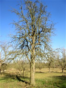 Birnbaum (Pyrus communis) auf der Streuobstwiese im Naturschutzgebiet „Reißinsel“ im Waldpark Mannheim