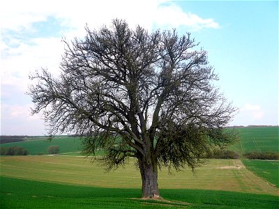 Birnbaum am Lerchenberg
