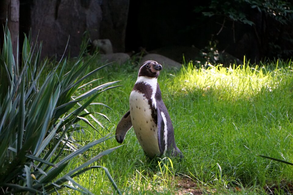 Animal animal world sea