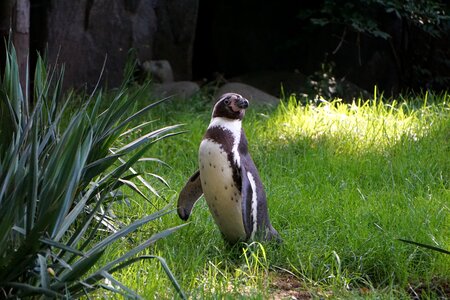 Animal animal world sea