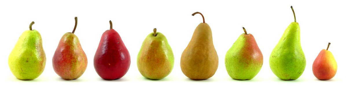 Eight varieties of pears from U.S. markets. These were purchased in the U.S. state of Michigan, at two grocery stores, in October 2007.
Names sold under, from left to right, with notes in parentheses

