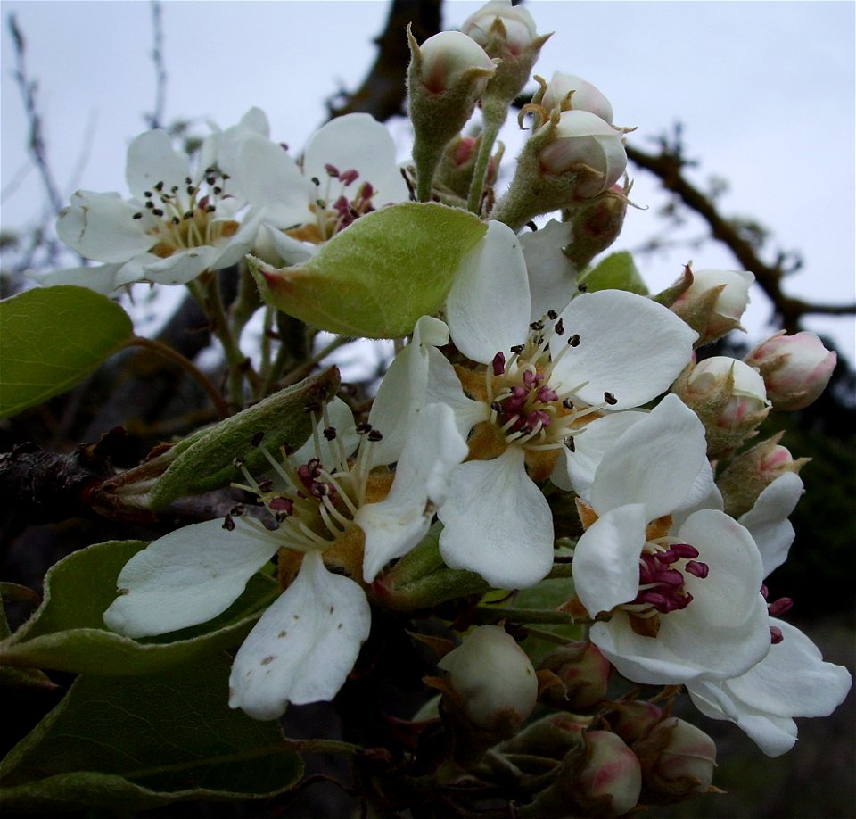 Flowers ona pear tree (Pyrus communis), Castelltallat, Catalonia