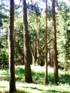 Pastýřova hruška, památná hrušeň v lese nad obcí Únějovice, okres Domažlice. U této údajně došlo k založení obce. Původně stála na planině, les kolem je náletový.