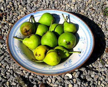 Oberösterreicher Weinbirne (Special kind of pears, Pliezhausen, Germany)