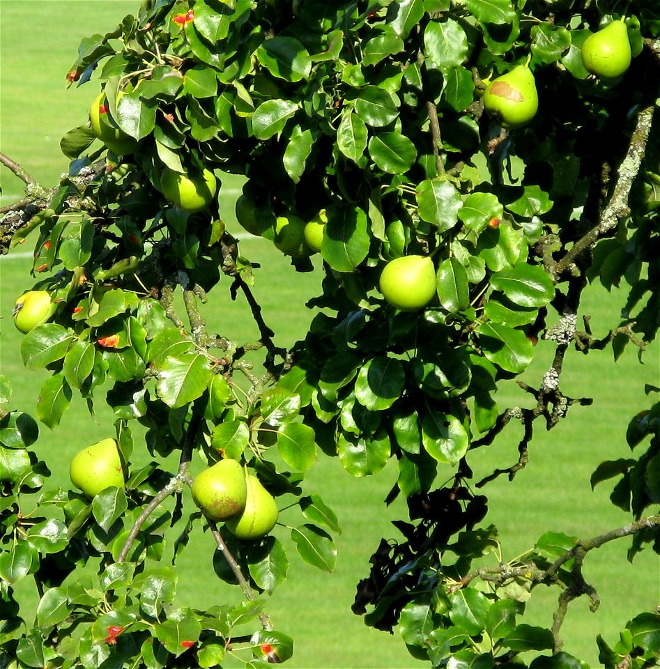 Oberösterreicher Weinbirne (Special kind of pears, Pliezhausen, Germany)