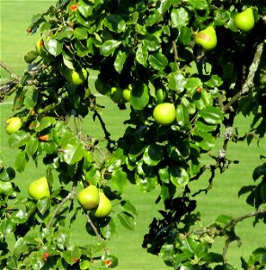 Oberösterreicher Weinbirne (Special kind of pears, Pliezhausen, Germany)
