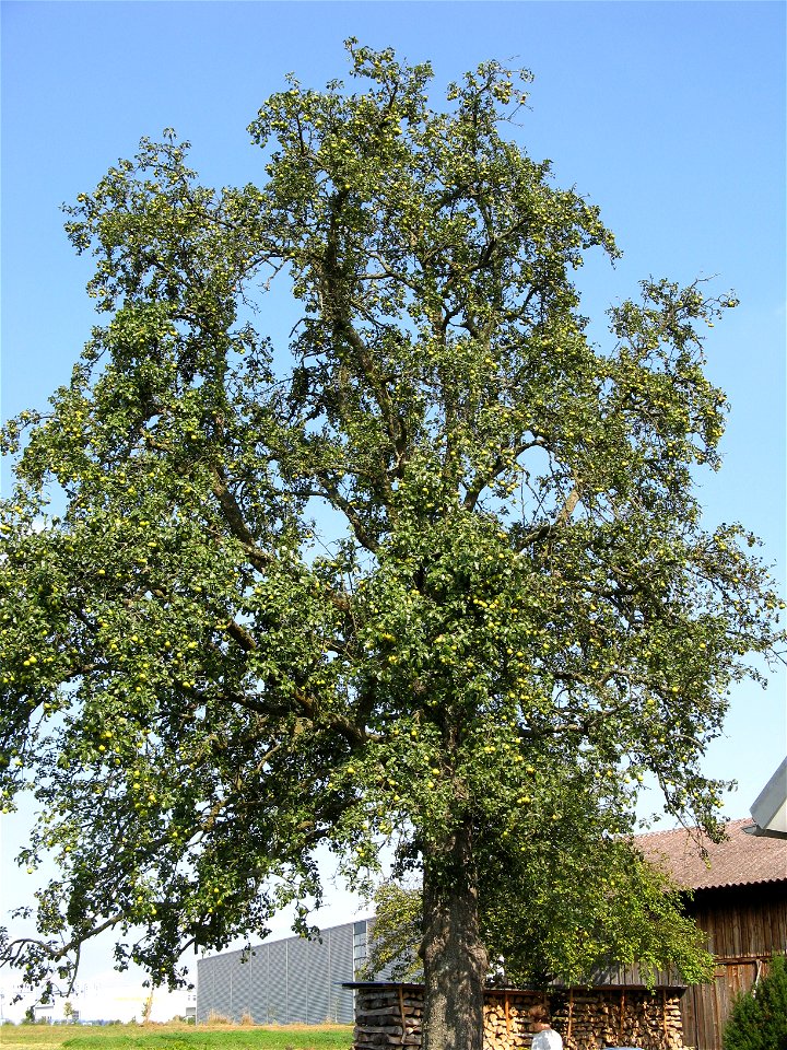 Oberösterreicher Weinbirne - A type of a Swabian pear