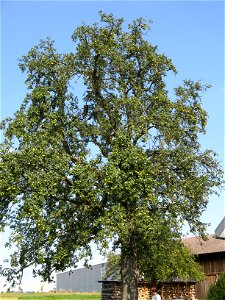 Oberösterreicher Weinbirne - A type of a Swabian pear
