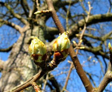 Bud of a Oberösterreicher Weinbirne (Pliezhausen, Germany; Swabian kind of pear)