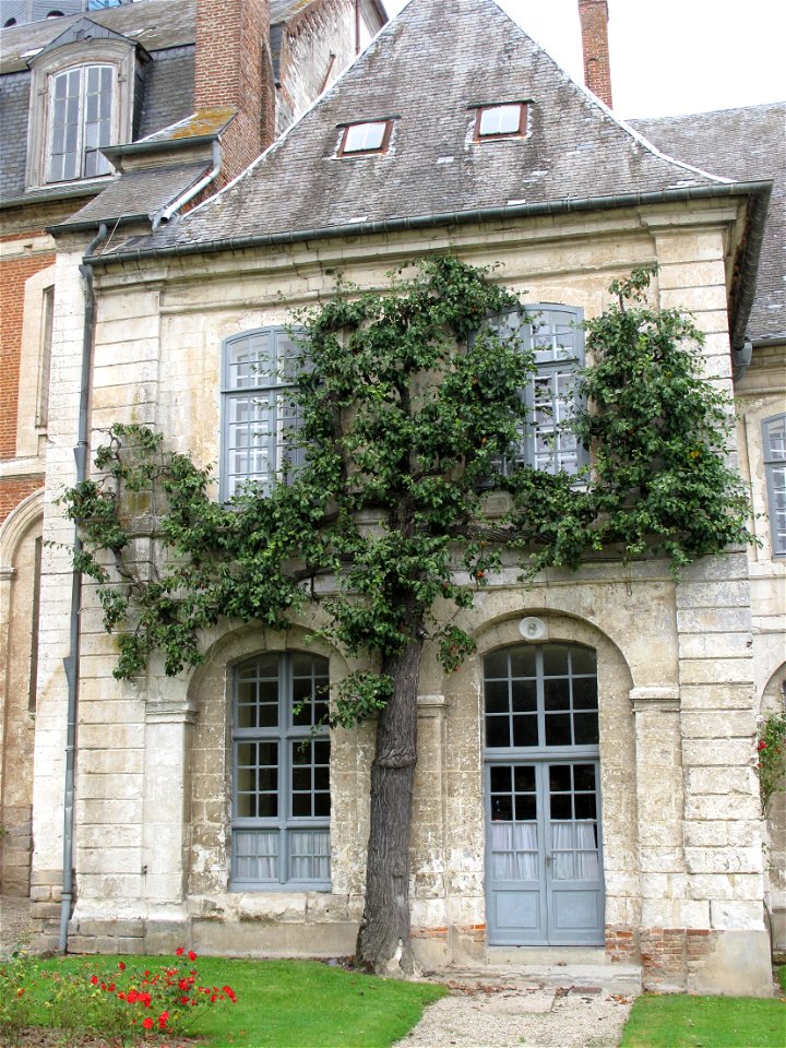 Old pear tree of the abbaye de Valloires in the north of France